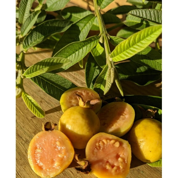 Dwarf Guava Live Plant 4-7" Tall for Planting - Nano Leaf Guava - Rare Psidium Guajava Variety - Micro Leaf Guava - Compact, Fast-Growing