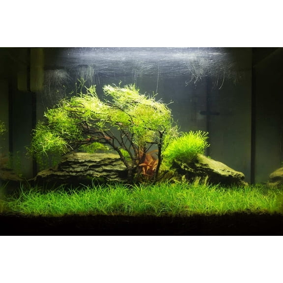 Dwarf Hair Grass Seeds - 50 Seeds - Aquarium Grass - Ox Hair Grass