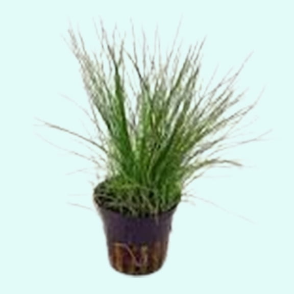 Dwarf Hairgrass Eleocharis Acicularis 'Mini' (Rooted in 2 Inch Pot)