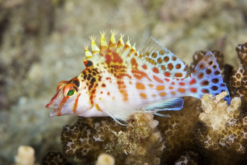 Dwarf Hawkfish Papua New Guinea Canvas Art - Terry MooreStocktrek Images (35 x 23)