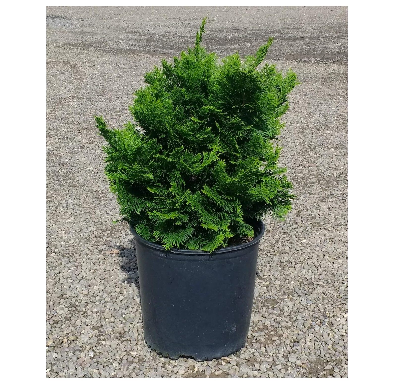 Dwarf Hinoki Cypress '' Miniature Shrub 3 Gallon Pot