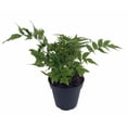 thumbnail image 1 of Hardy Dwarf Japanese Holly Fern-Cyrtomium fortunei - Indoors or Out - Gallon Pot, 1 of 2