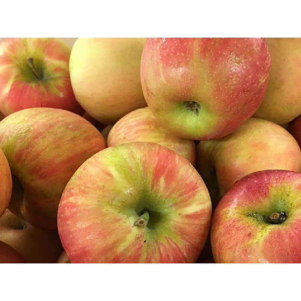 Dwarf Honeycrisp Apple Tree Bare Root, Organic Flavor Tastes Sweet Fresh