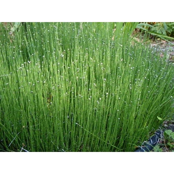 Dwarf Horsetail Rush Bog Pond Plant by AquaLeaf Aquatics - Easy Marginal Pond Plant