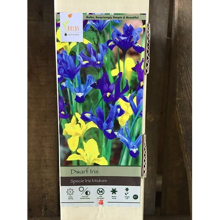Dwarf Iris 40 Bulbs
