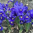 thumbnail image 1 of Dwarf Iris Reticulata,Flower Bulbs,Fragrant, Blue or Yellow (Blue, 25 Bulbs), 1 of 3