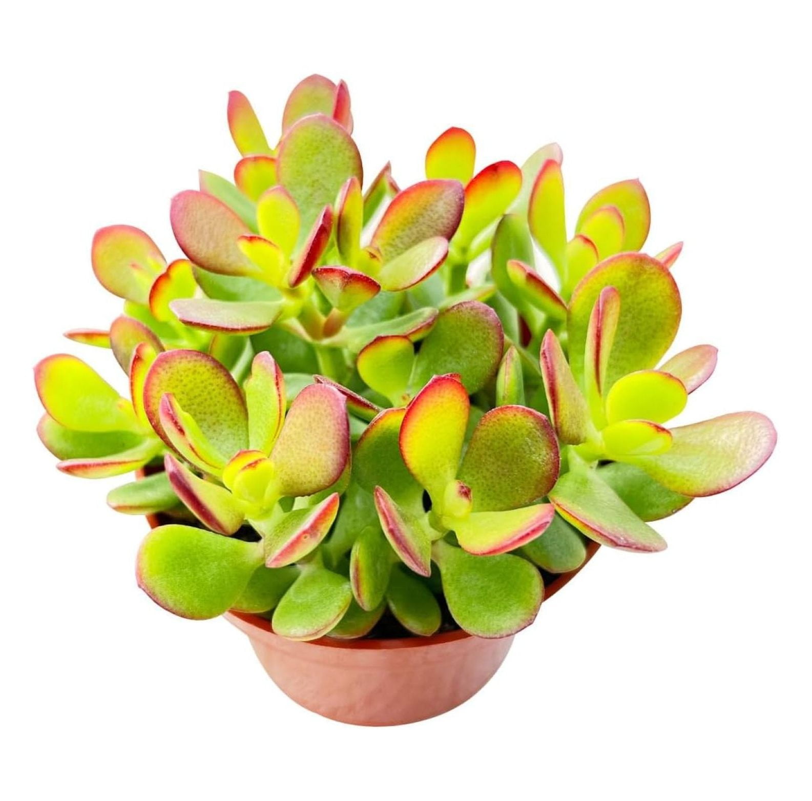 Dwarf Jade - Crassula Ovata Crosby's Compact, Rare Cute Succulent Plant ...