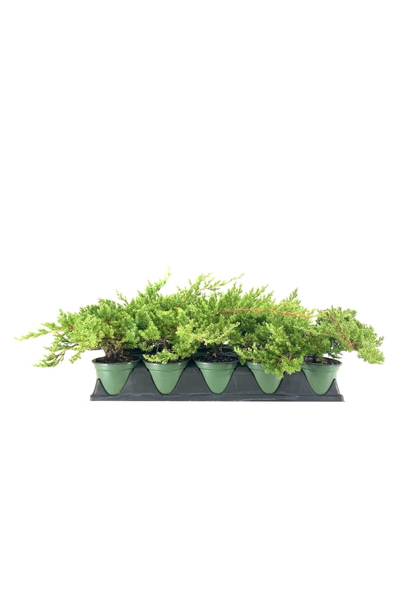 Dwarf Japanese Garden Juniper  1 Live 4 Inch Pot  Juniperus Procumbens Nana  Drought Tolerant Evergreen Groundcover  Great Plants for Bonsai