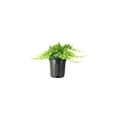 thumbnail image 1 of Dwarf Japanese Garden Juniper  1 Live Gallon Size Plant  Juniperus Procumbens Nana  Drought Tolerant Evergreen Groundcover  Great for Bonsai, 1 of 9