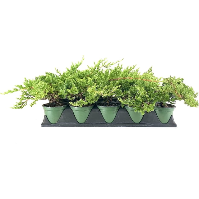 Dwarf Japanese Garden Juniper 15 Live 4 Inch Pots Juniperus Procumbens ...