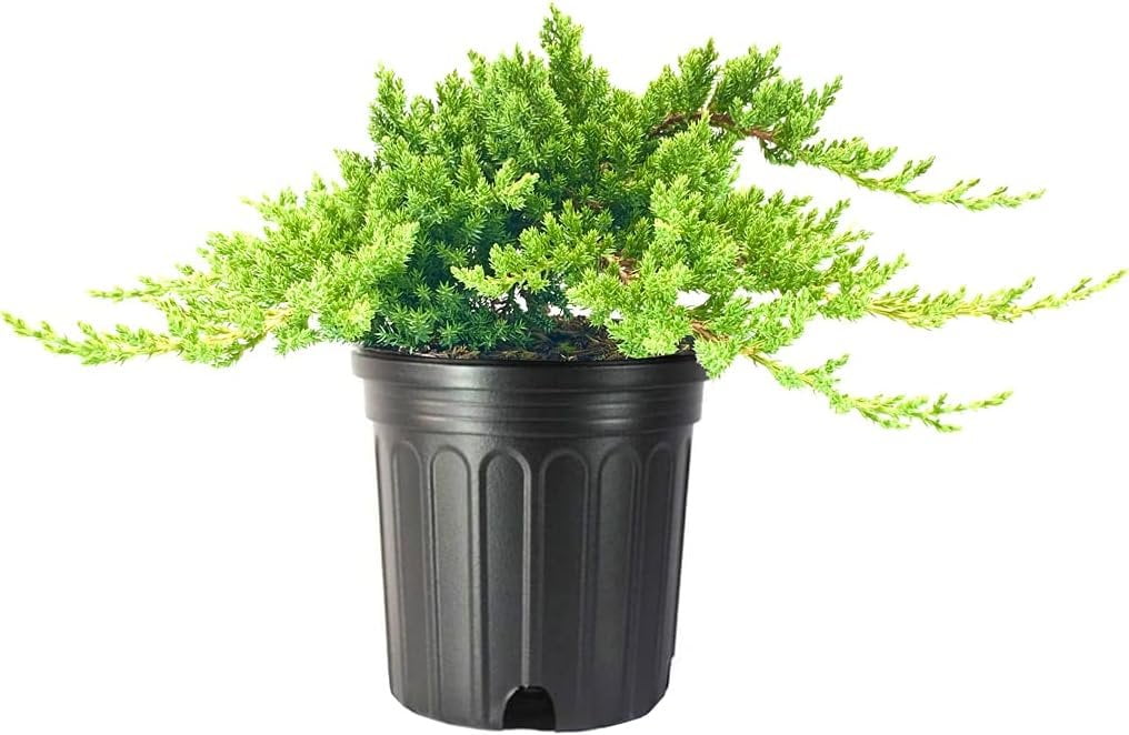 Dwarf Japanese Garden Juniper 3 Live Gallon Size Plants Juniperus ...