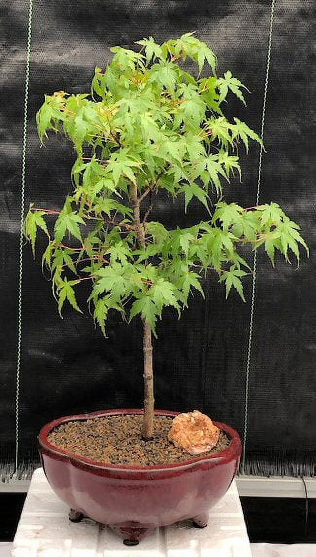 Dwarf Japanese Green Maple Bonsai Treeacer palmatum Liberia | Ubuy