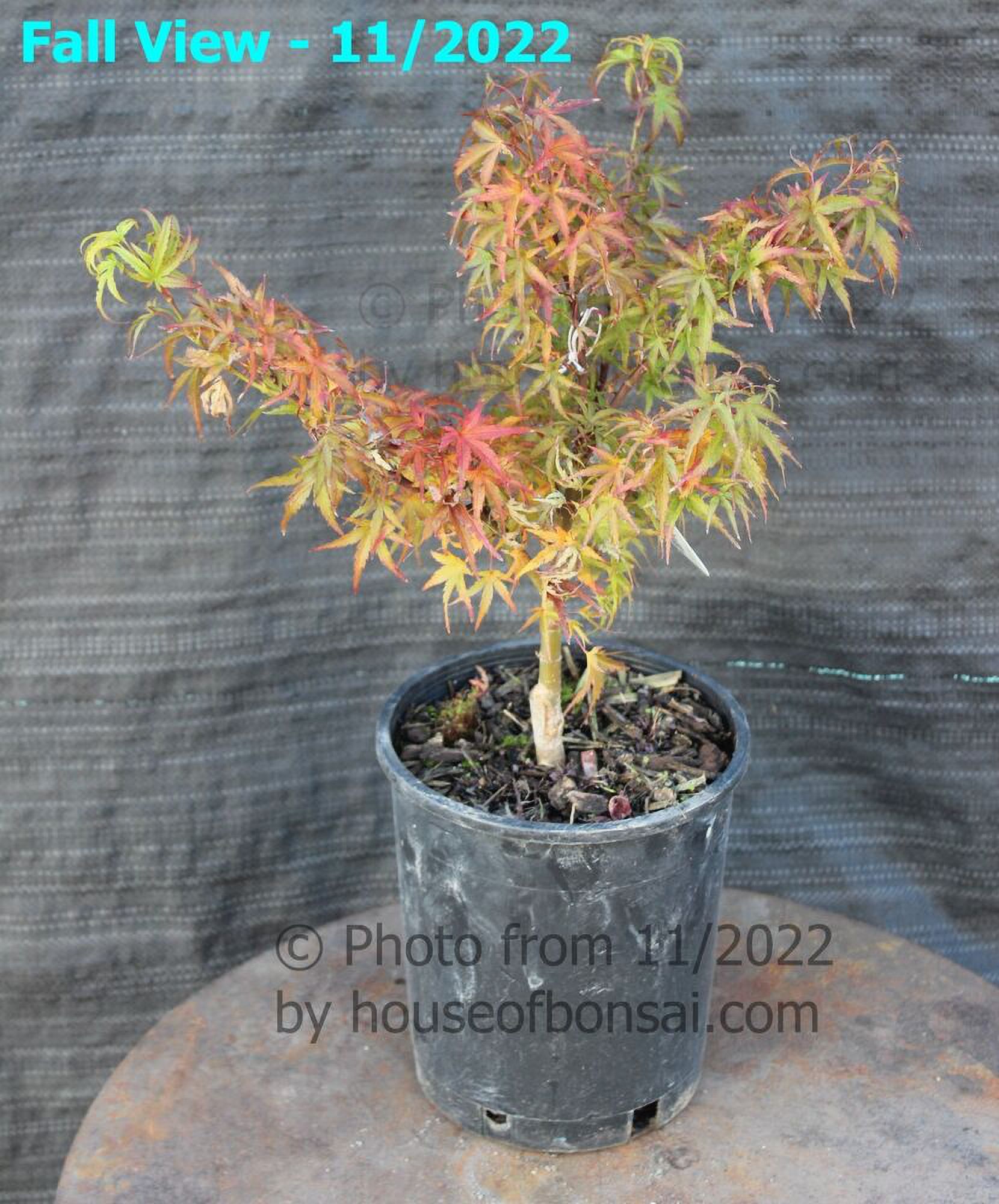 Dwarf Japanese Green Maple 'Sharp's Pygmy' PreBonsai Tree 1 Gallon