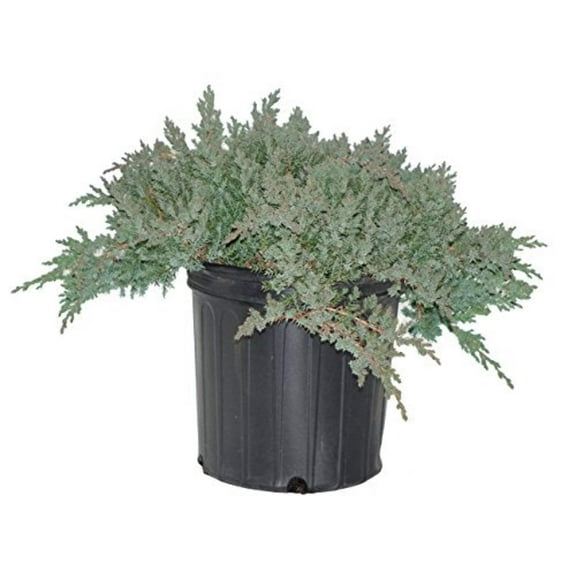 Dwarf Japanese Juniper Live Plants