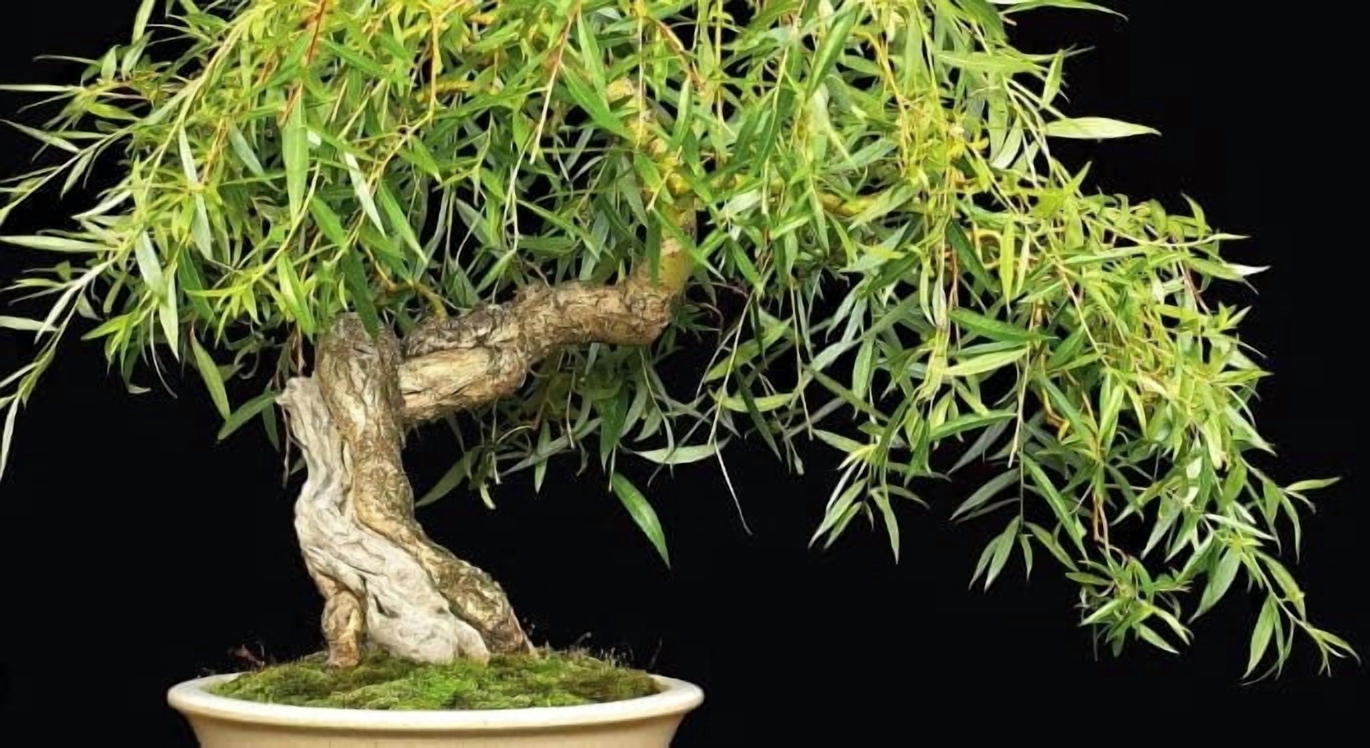money tree plant propagation Money Tree | Indoor Plants