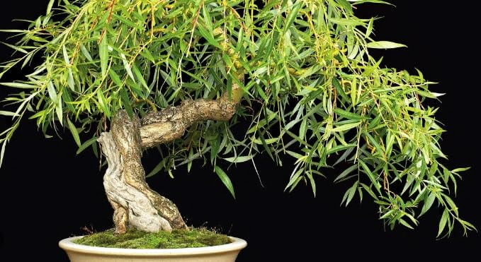Dwarf Japanese Weeping Willow Bonsai Tree Cutting To Grow Fast dwarf-japanese-weeping-willow-bonsai-tree-cutting-to-grow-fast