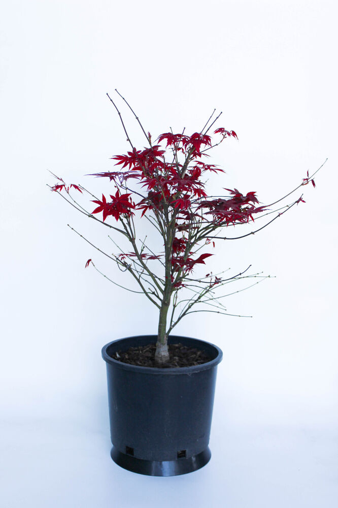 Dwarf Japanese red Maple 'Rhode Island ' PreBonsai Tree 3 Gallon