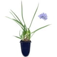 thumbnail image 1 of Dwarf Lily of The Nile - Agapanthus Peter Pan - 10 Live Plants - Evergreen Perennial, 1 of 6
