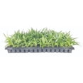 thumbnail image 1 of Dwarf Mexican Petunia Pink  Katie's Dwarf Ruellia Brittoniana  3 Live Plants  Drought Tolerant Blooming Butterfly Bush, 1 of 7