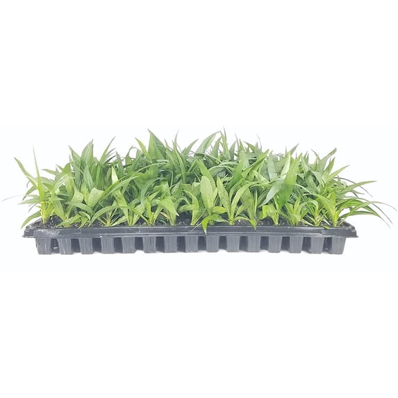 Dwarf Mexican Petunia Pink Katie's Dwarf Ruellia Brittoniana 3 Live Plants Drought Tolerant Blooming Butterfly Bush