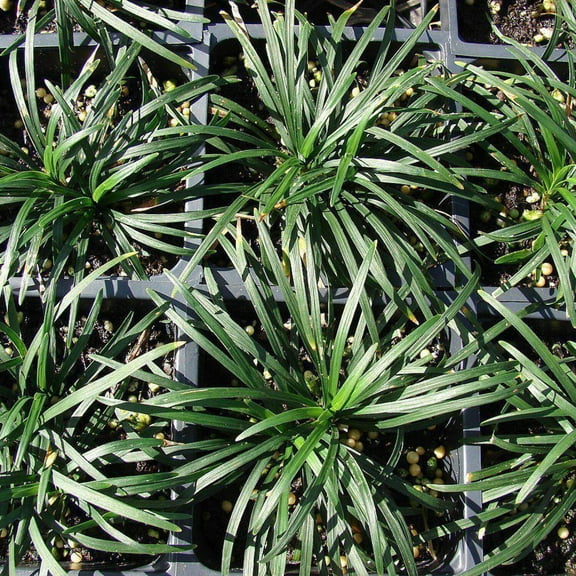 GoBuyPlants Ophiopogon Dwarf Mondo Grass - 1 Gal
