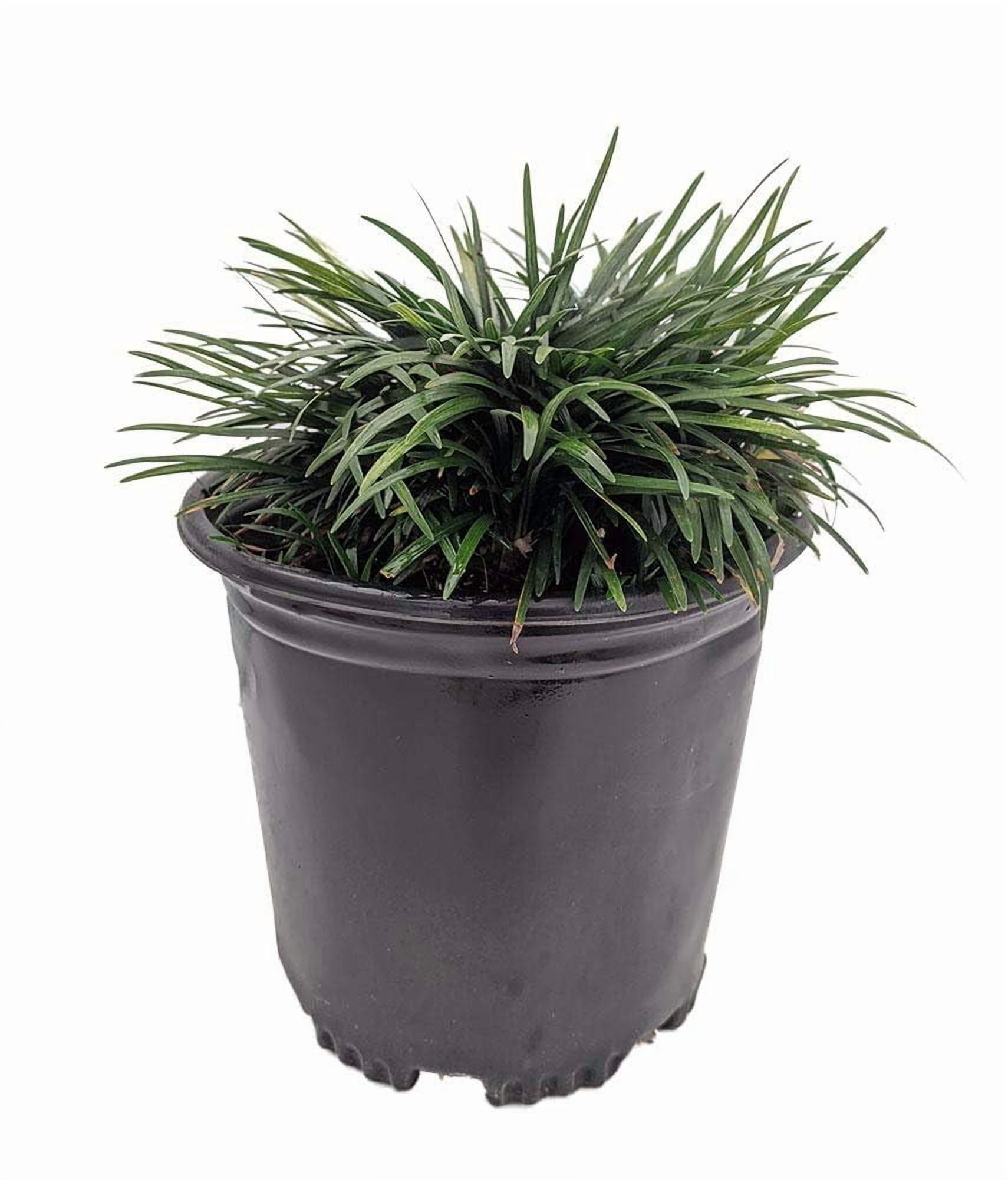 Dwarf Mondo Grass | 1 Large Gallon Size Plant | Ophiopogon Japonicus