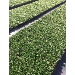 Dwarf Mondo Grass - 10 Live Plants - Shade Loving Evergreen Ground Cover Ophiopogon Japonicus Nanus