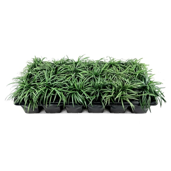 Dwarf Mondo Grass | 15 Large 4 Inch Pots | Ophiopogon Japonicus Nanus | Live Evergreen Shade Loving Groundcover
