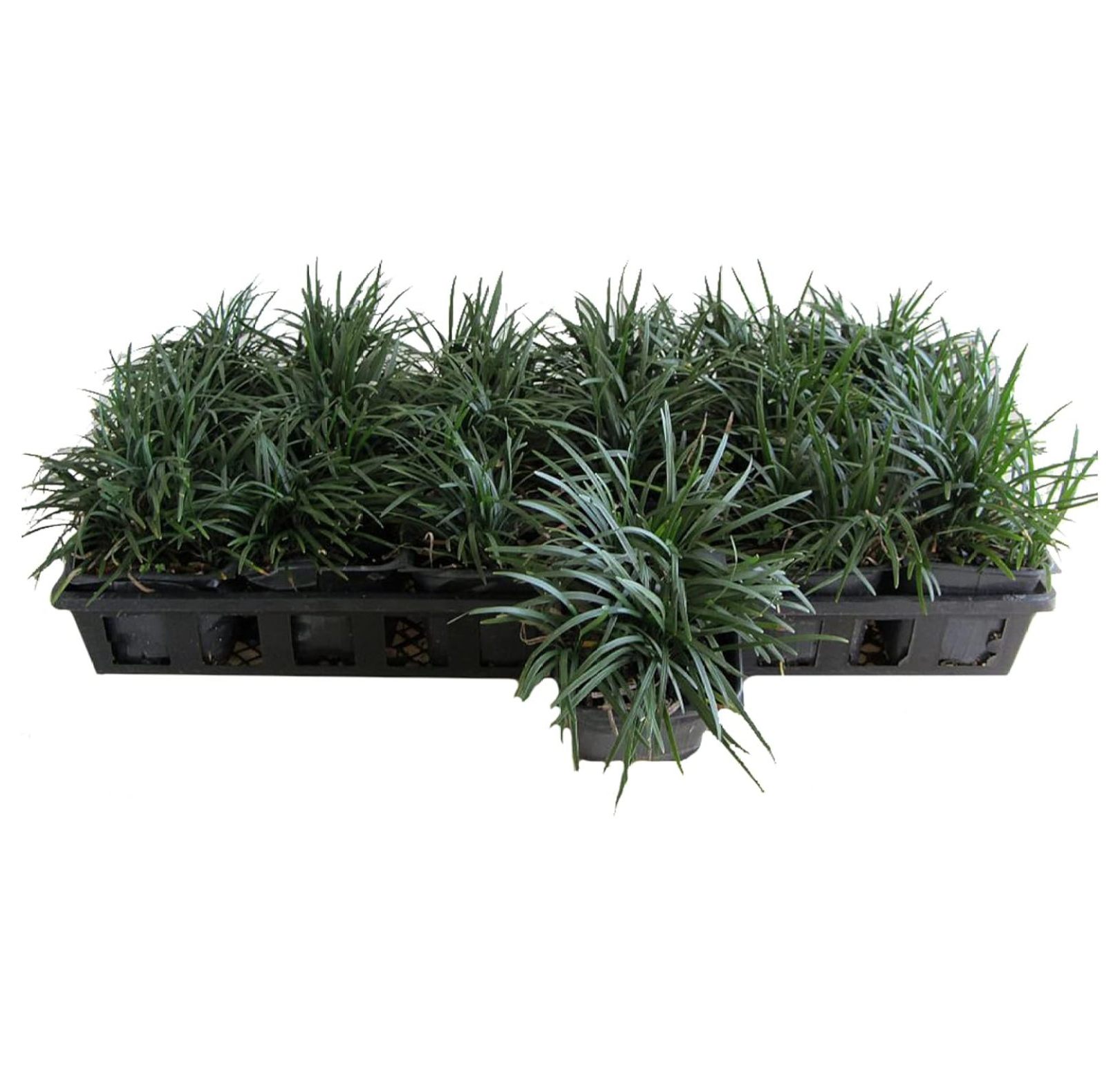 Dwarf Mondo Grass 18 Count Flat of Large 4 Inch Pots Ophiopogon Japonicus Nanus Live Shade