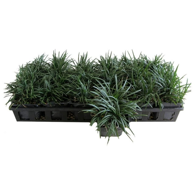 Dwarf Mondo Grass 18 Count Flat of Large 4 Inch Pots Ophiopogon