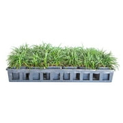 Dwarf Mondo Grass - 18 Pack (3.25 In. Pots) Low-Growing Evergreen Groundcover - Full Sun to Part Sun Live Outdoor Plant