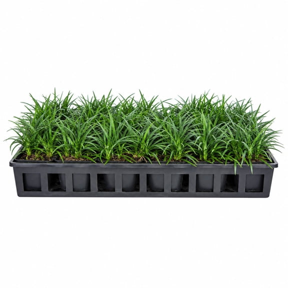 Expert Gardener Dwarf Mondo Grass (18-Pack) Low-Growing Evergreen Groundcover in 3.25-Inch Grower Pots