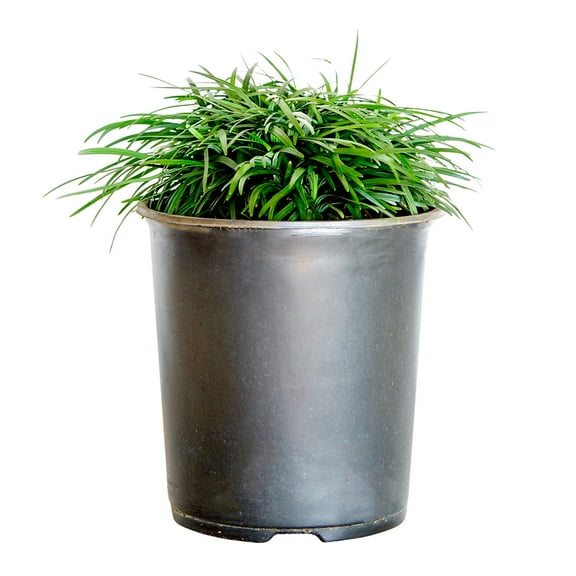 Expert Gardener Dwarf Mondo Grass Low-Growing Evergreen Groundcover in 2.5-Quart Grower Pot