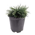 thumbnail image 1 of Dwarf Mondo Grass  2 Large Gallon Size Plants  Ophiopogon Japonicus Nanus  Live Evergreen Shade Loving Groundcover, 1 of 8