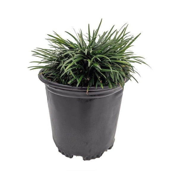 Dwarf Mondo Grass 2 Large Gallon Size Plants Ophiopogon Japonicus Nanus Live Evergreen Shade Loving Groundcover