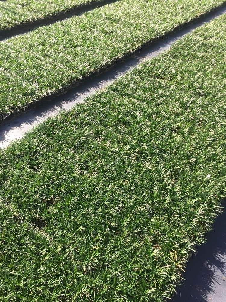 (gamon　unwound) Dwarf Mondo Grass - 20 Live Plants - Shade Loving Evergreen Ground