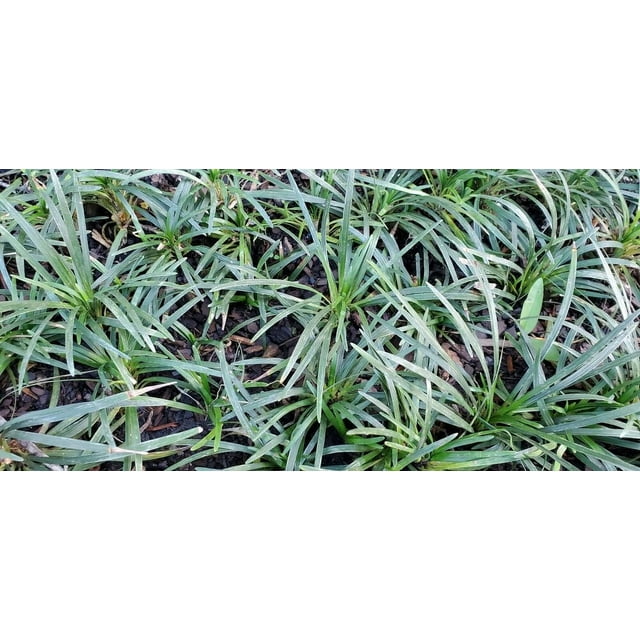 Dwarf Mondo Grass 250 Bare Root Ophinopogon Border Grass Liriope monkey