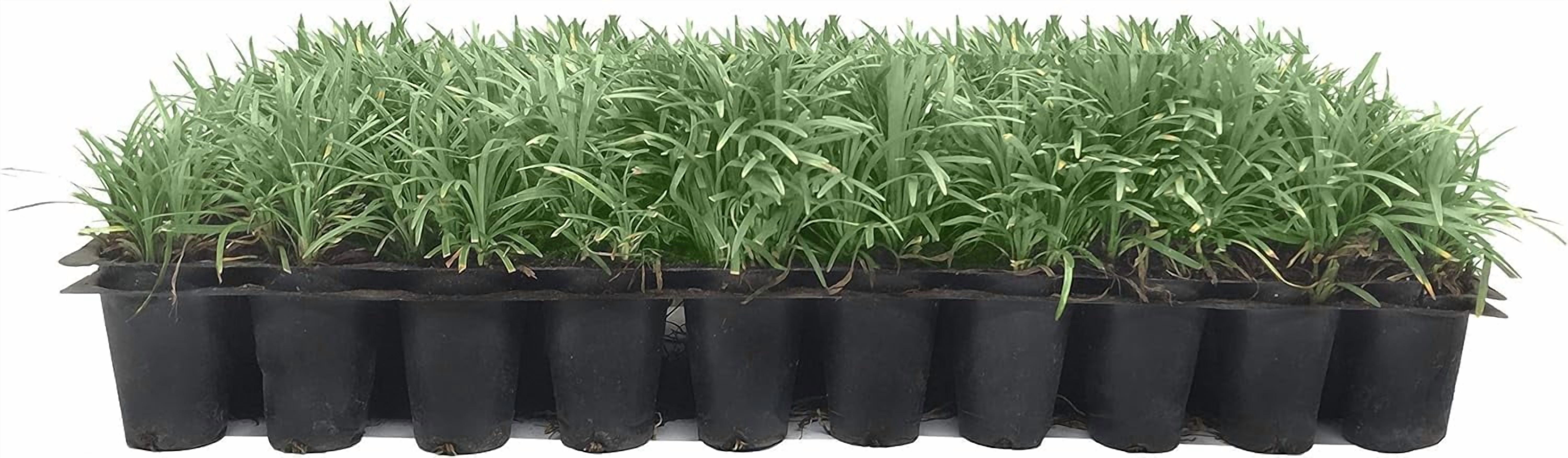 Dwarf Mondo Grass | 30 Live Plants | Japonicus Nanus | Shade Loving Evergreen Lilyturf Groundcover