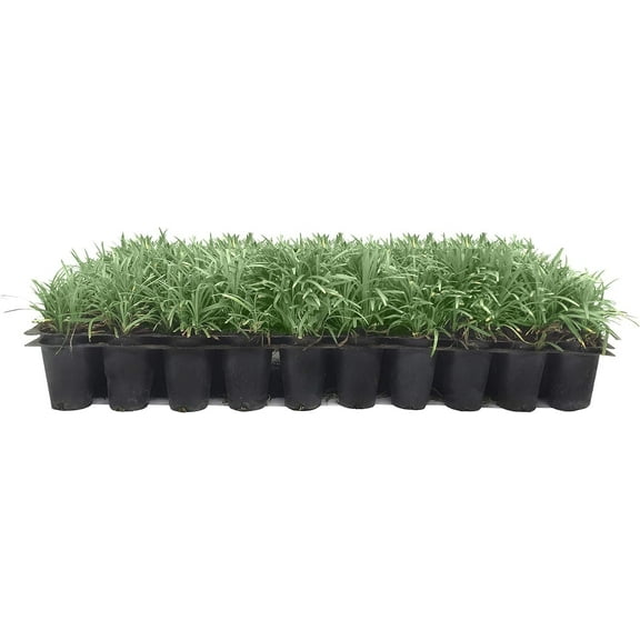Dwarf Mondo Grass  40 Live Plants  Japonicus Nanus  Shade Loving Evergreen Lilyturf Groundcover