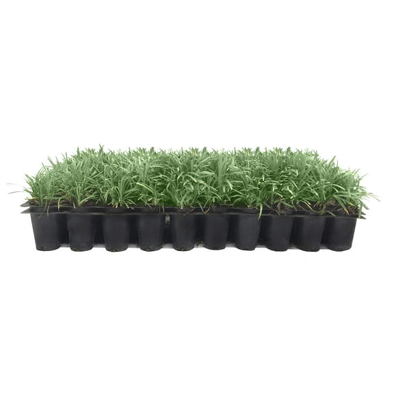 Dwarf Mondo Grass | 50 Live Plants | Ophiopogon Japonicus | Ground Cover Plant, Shade Tolerant Grass, Low Maintenance Landscaping, Evergreen Foliage, Dense Green Carpet, Drought Tolerant