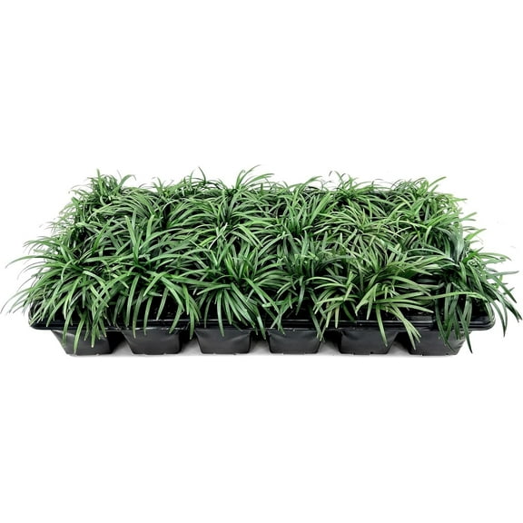 Dwarf Mondo Grass  54 Large 4 Inch Pots  Ophiopogon Japonicus Nanus  Live Evergreen Shade Loving Groundcover