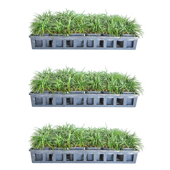 Expert Gardener Dwarf Mondo Grass (54-Pack) Low-Growing Evergreen Groundcover in 3.25-Inch Grower Pots