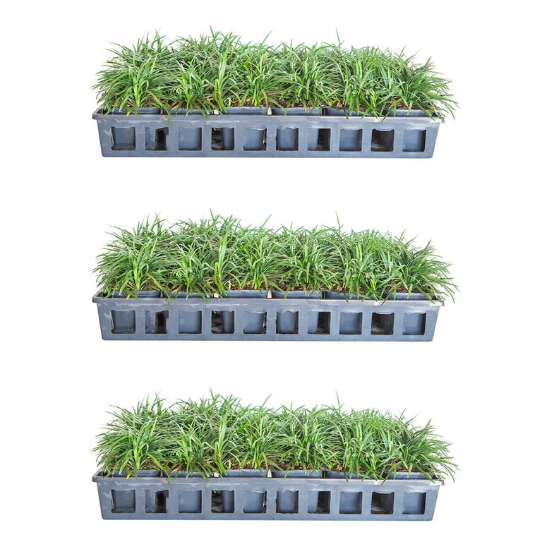 Expert Gardener Dwarf Mondo Grass (54-Pack) Low-Growing Evergreen
