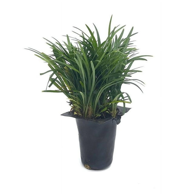Dwarf Mondo Grass Live Plants Plug Size Shade Loving Evergreen