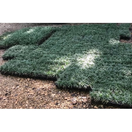 Dwarf Mondo Grass (Ophiopogon Japonicus 'Nana') Bulk Quantities, 54 cups, 3.5 inch