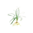 thumbnail image 1 of Mondo Grass Ophiopogon Japonicus  10 Live Pips Bare Root Plants  Live Shade Loving Evergreen Groundcover Plants, 1 of 9
