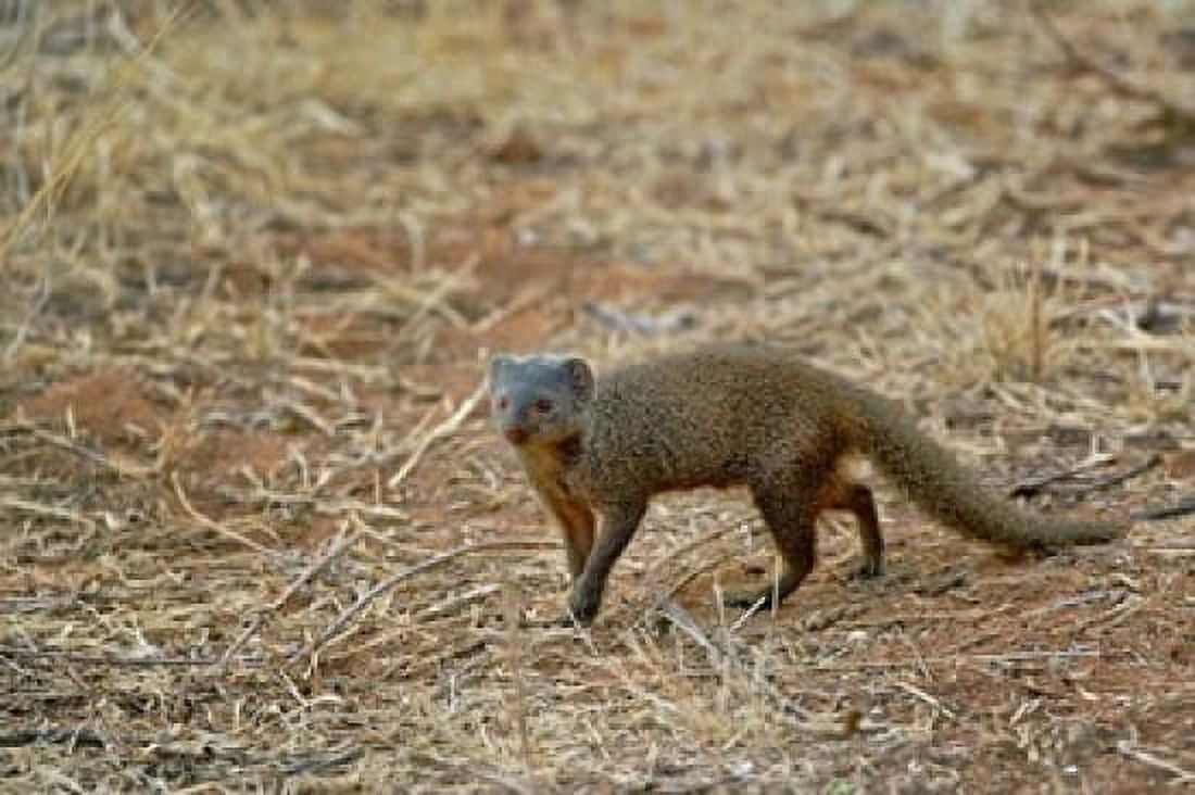 Dwarf Mongoose Samburu Game Reserve Kenya Canvas Art - Adam Jones DanitaDelimont (24 x 15)