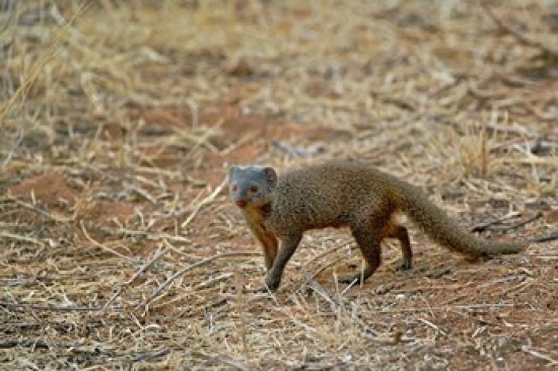 Dwarf Mongoose Samburu Game Reserve Kenya Canvas Art - Adam Jones DanitaDelimont (35 x 23)
