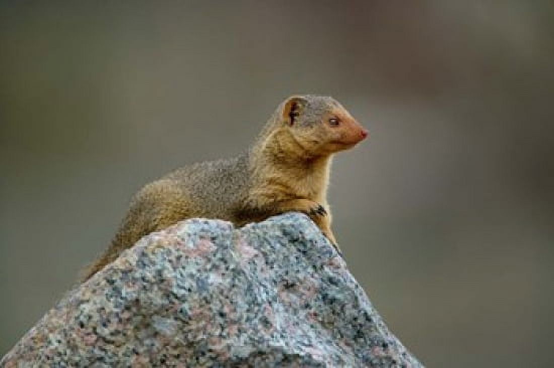 Dwarf Mongoose Serengeti National Park Tanzania Canvas Art - Adam Jones DanitaDelimont (35 x 23)