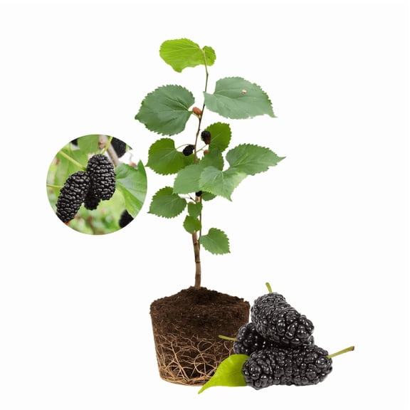 Dwarf Mulberry Tree Live Plant, Everbearing Mulberry Fruit Tree, Sweet and Edible Berries Seedlings for Outdoor Gardening, 4 to 6 Inches Height